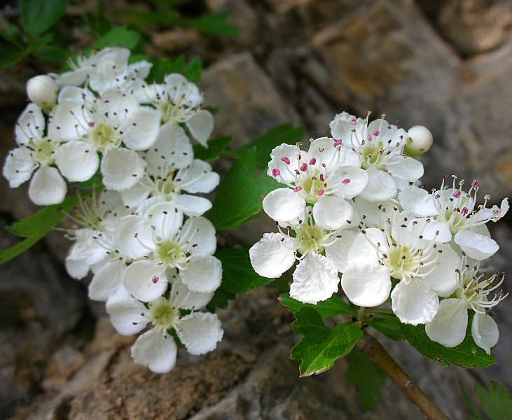 Crataegus monogyna / Biancospino comune